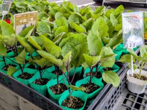 野菜苗が入ってきました🥒🍆