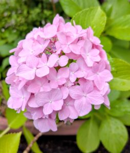 春夏用の花苗＆野菜苗は最後です