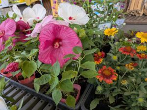 初夏の彩り✨６月のおすすめ